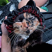 Esme joined the competition — help win amazing prizes! cat, tortoiseshell, pet, sleepy, bonnet, ruffled, whiskers, fur, closeup, cute, hand, blanket, domestic_animal, animal, relaxed, indoor, resting, soft, comfort, feline