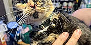 Esme is registered to the contest to win money with this photo: animal, bell, cat, close_up, cluttered_background, collar, curious, domestic_animal, face, feline, fur, green_eyes, hand, holding, indoor, person, pet, portrait, tortoiseshell, whiskers