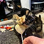 Esme joined the competition — help win amazing prizes! cat, tortoiseshell_cat, face, whiskers, lollipop, heart_shape, hand, indoor, carpet, laundry_basket, curious, pet, animal, close_up, feline, food, background_blur, domestic, playful, focus