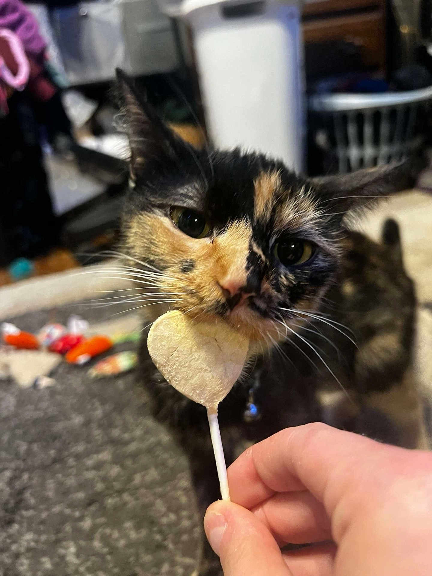 Esme joined the competition — help win amazing prizes! cat, tortoiseshell_cat, face, whiskers, lollipop, heart_shape, hand, indoor, carpet, laundry_basket, curious, pet, animal, close_up, feline, food, background_blur, domestic, playful, focus