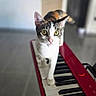 cat, keyboard, musical_instrument, indoor, pet, curious, white_and_brown, keys, music, animal, portrait, floor, home, looking_at_camera, walking, close_up, ears, whiskers, tail, focus