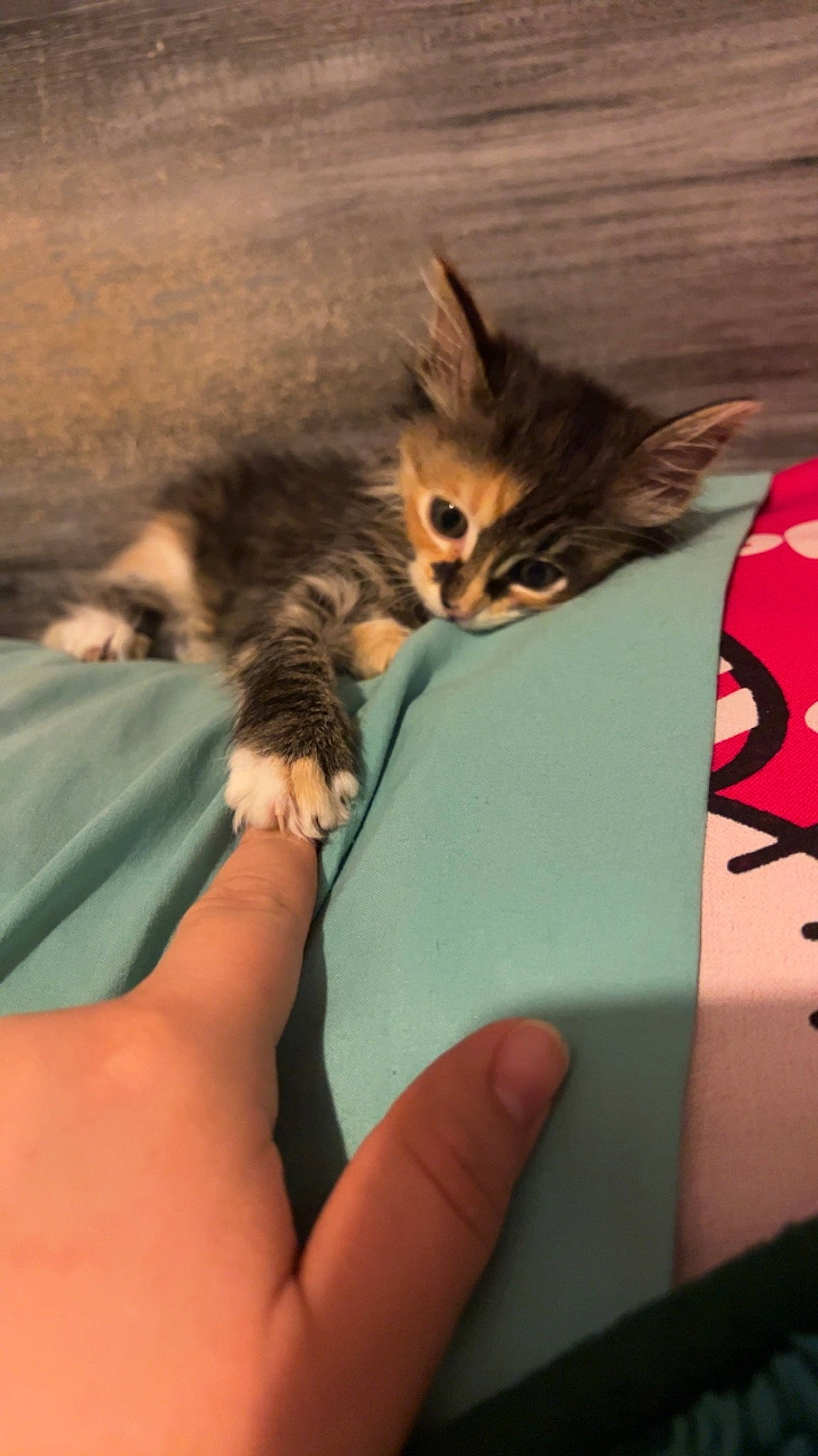 Fish is registered to the contest to win money with this photo: art, carnivore, cat, claw, comfort, domestic_short_haired_cat, eye, fawn, felidae, finger, fur, gesture, hand, human_leg, nail, pattern, paw, small_to_medium_sized_cats, thumb, whiskers