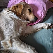 Andy participe au concours pour gagner de l'argent avec cette photo : dog, golden_retriever, sleeping, bed, pillow, pink_pillow, fur, cozy, resting, indoor, pet, animal, canine, laying_down, relaxed, cute, sleep, domestic_animal, mammal, comfort