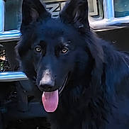 Bella is registered to the contest to win money with this photo: dog, black_dog, tongue_out, pet, animal, canine, ears, fur, outdoor, close_up, portrait, face, looking, friendly, tongue, nose, eyes, metal_background, standing, animal_portrait