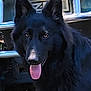dog, black_dog, tongue_out, pet, animal, canine, ears, fur, outdoor, close_up, portrait, face, looking, friendly, tongue, nose, eyes, metal_background, standing, animal_portrait