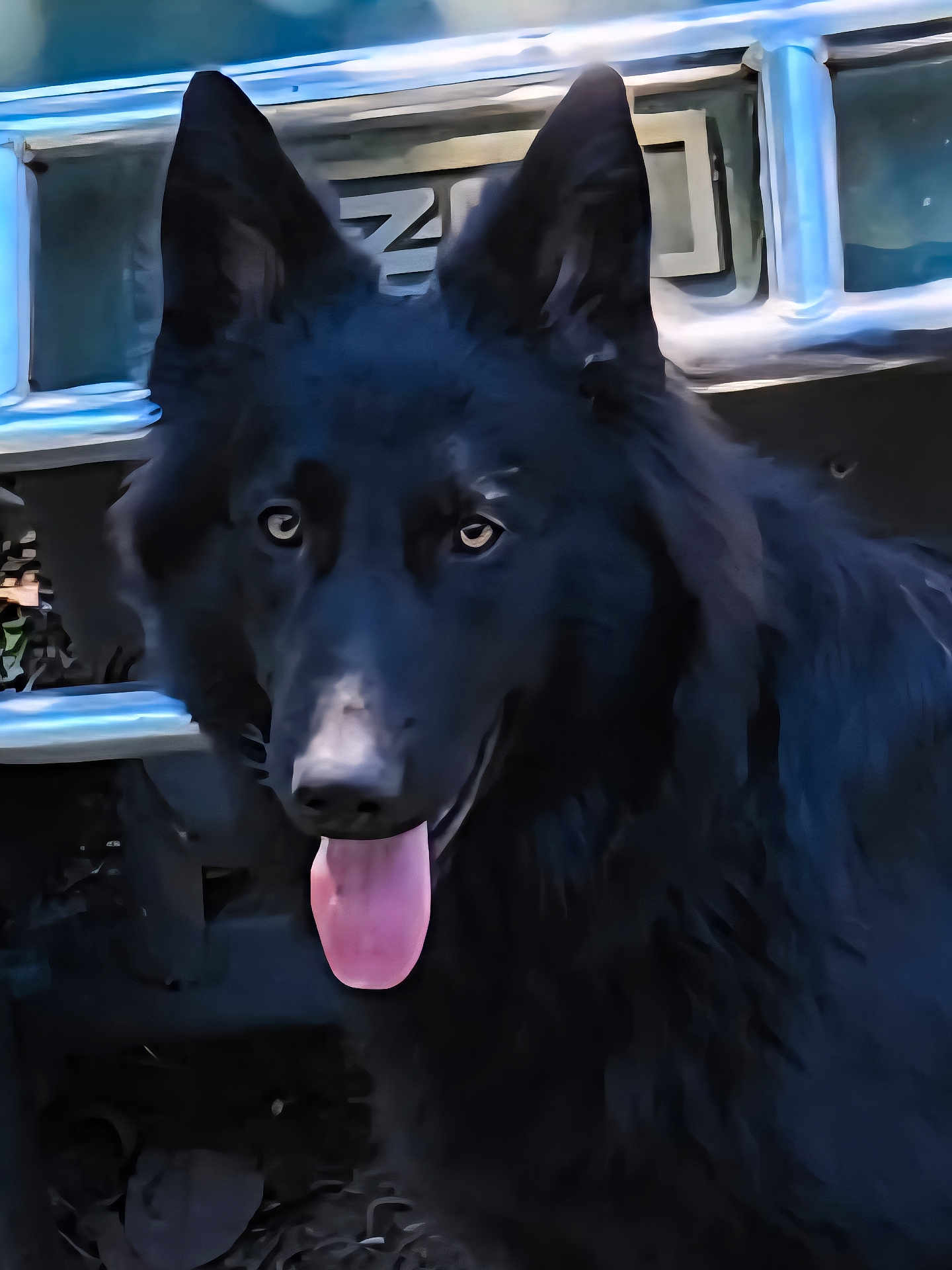 Bella is registered to the contest to win money with this photo: dog, black_dog, tongue_out, pet, animal, canine, ears, fur, outdoor, close_up, portrait, face, looking, friendly, tongue, nose, eyes, metal_background, standing, animal_portrait
