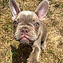 dog, puppy, french_bulldog, paw, close_up, outdoor, grass, sunlight, pet, animal, cute, brown_coat, ears, nose, whiskers, young, looking_up, curious, playful, mammal