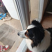 Jazi a rejoint le concours — aidez-le/la à gagner de superbes lots ! dog, border_collie, black_and_white, fluffy, pet, animal, portrait, side_profile, indoor, doorway, entryway, open_door, floor, wooden_floor, rug, shoes, slippers, planter, home, natural_light