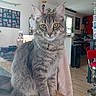 cat, gray_cat, fluffy, longhaired, tabby, pet, animal, feline, sitting, portrait, golden_eyes, whiskers, ears, indoors, home, kitchen, table, chair, furniture, photography