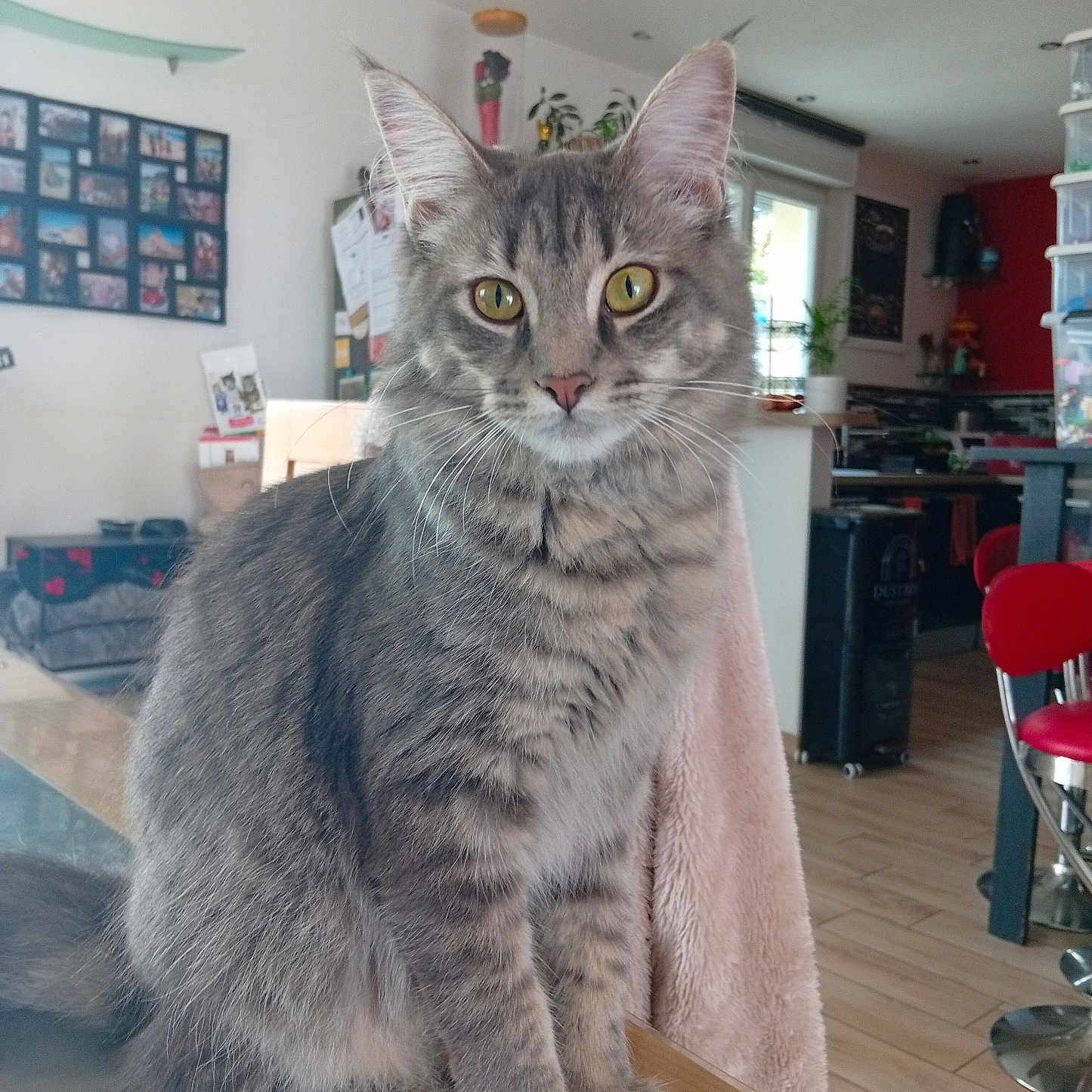 Arya