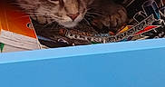 Arya a rejoint le concours — aidez-le/la à gagner de superbes lots ! cat, feline, animal, pet, face, eyes, whiskers, tabby, brown_fur, pink_lid, blue_panel, storage_box, magazines, printed_text, indoors, hidden, peeking, close_up, colorful, funny