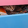 cat, feline, animal, pet, face, eyes, whiskers, tabby, brown_fur, pink_lid, blue_panel, storage_box, magazines, printed_text, indoors, hidden, peeking, close_up, colorful, funny