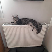 Arya participe au concours pour gagner de l'argent avec cette photo : cat, tabby_cat, gray_fur, fluffy, pet, animal, radiator, indoors, home, wall, heater, lounging, lying_down, dangling_paws, tail, cat_bed, toy, cozy, portrait, furniture