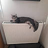 cat, tabby_cat, gray_fur, fluffy, pet, animal, radiator, indoors, home, wall, heater, lounging, lying_down, dangling_paws, tail, cat_bed, toy, cozy, portrait, furniture