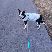 Cleo is registered to the contest to win money with this photo: animal, black_and_white, canine, collar, daytime, dog, ears_up, grass, happy, jacket, leash, nature, outdoor, park, paved_path, pet, side_view, standing, tongue_out, walking