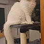 Thor a rejoint le concours — aidez-le/la à gagner de superbes lots ! cat, white_cat, fluffy, long_tail, cat_tree, indoor, pet, feline, curious_eyes, sitting, domestic_cat, household, cozy, furniture, home_interior, animal, cute, looking_at_camera, long_hair, relaxed