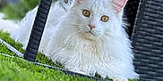 Thor a rejoint le concours — aidez-le/la à gagner de superbes lots ! cat, white_cat, fluffy, grass, outdoor, wicker_chair, pet, animal, feline, yellow_eyes, relaxed, nature, daylight, closeup, portrait, sitting, fur, cute, domestic_cat, garden