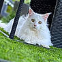 cat, white_cat, fluffy, grass, outdoor, wicker_chair, pet, animal, feline, yellow_eyes, relaxed, nature, daylight, closeup, portrait, sitting, fur, cute, domestic_cat, garden