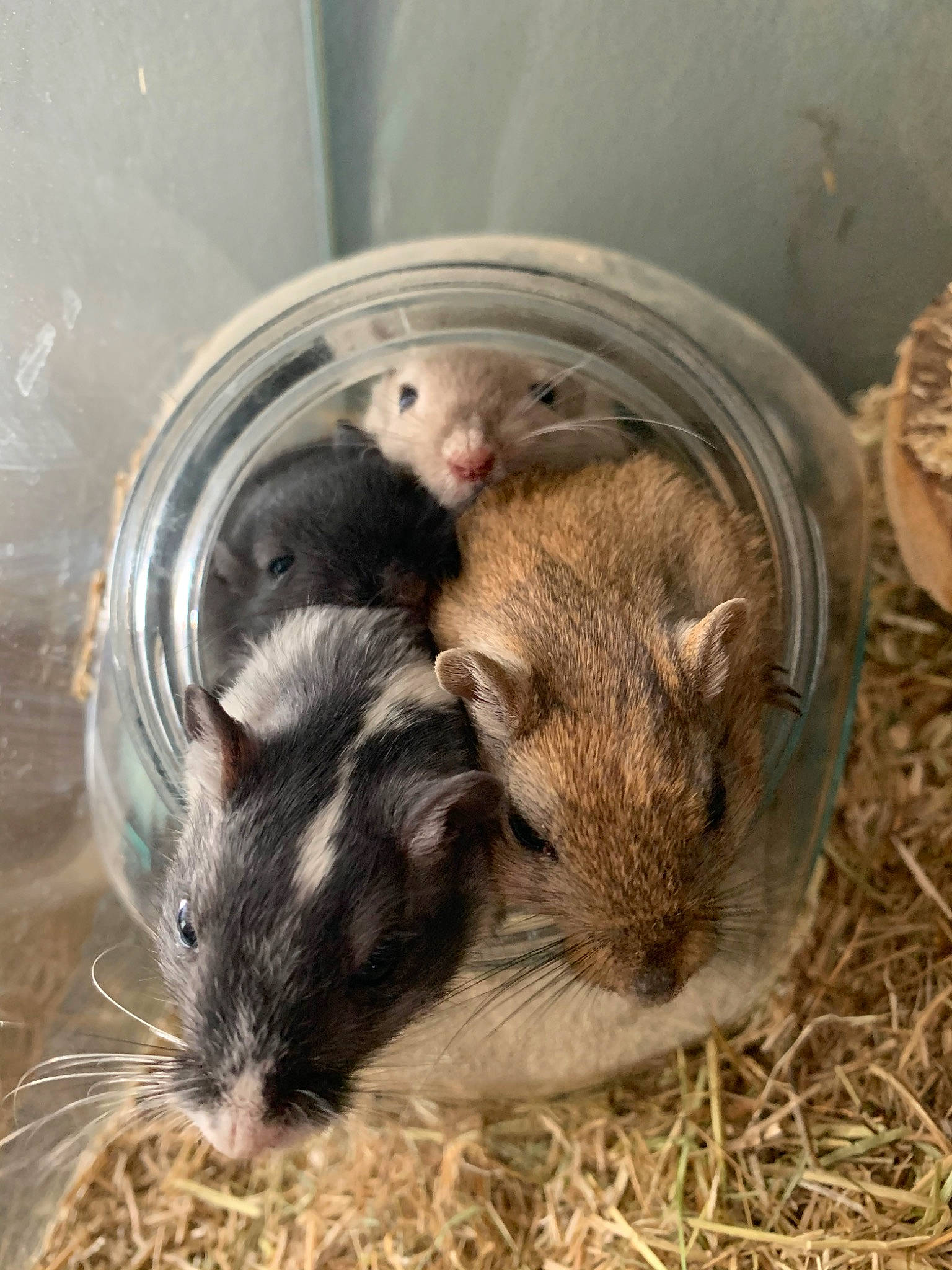 Quatre Gerbilles a rejoint le concours — aidez-le/la à gagner de superbes lots ! chinchilla, degu, dormouse, fawn, gerbil, hamster, mammal, mouse, muridae, muroidea, packrats, rat, rodent, vertebrate, whiskers