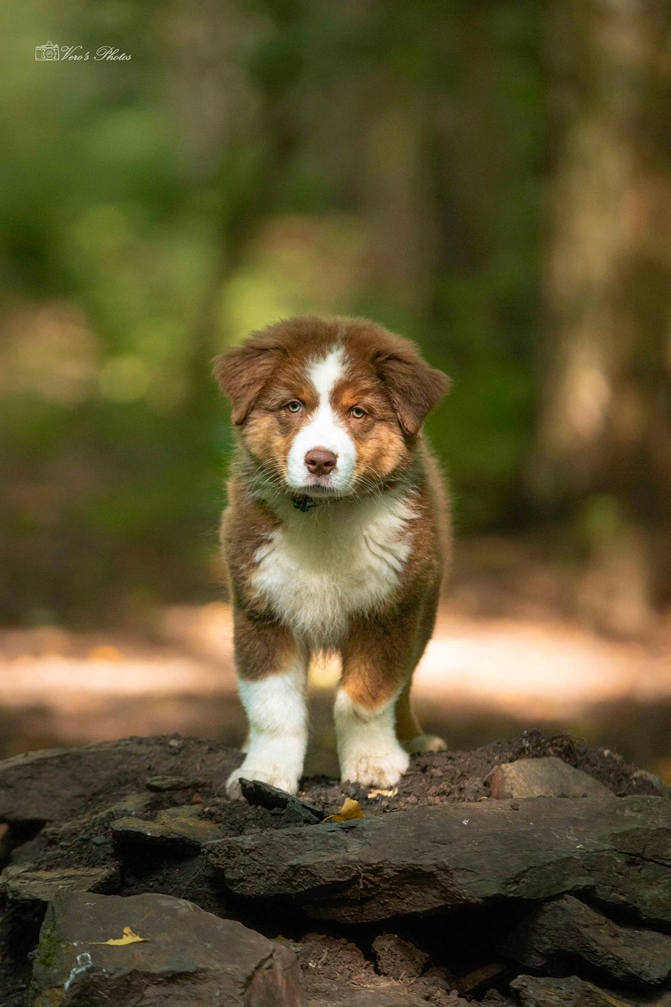 Samaël a rejoint le concours — aidez-le/la à gagner de superbes lots ! australian_shepherd, carnivore, companion_dog, dog, dog_breed, hunting_dog, liver, natural_landscape, snout, sporting_group, terrestrial_animal, tree, whiskers, wildlife, wood, working_animal, working_dog