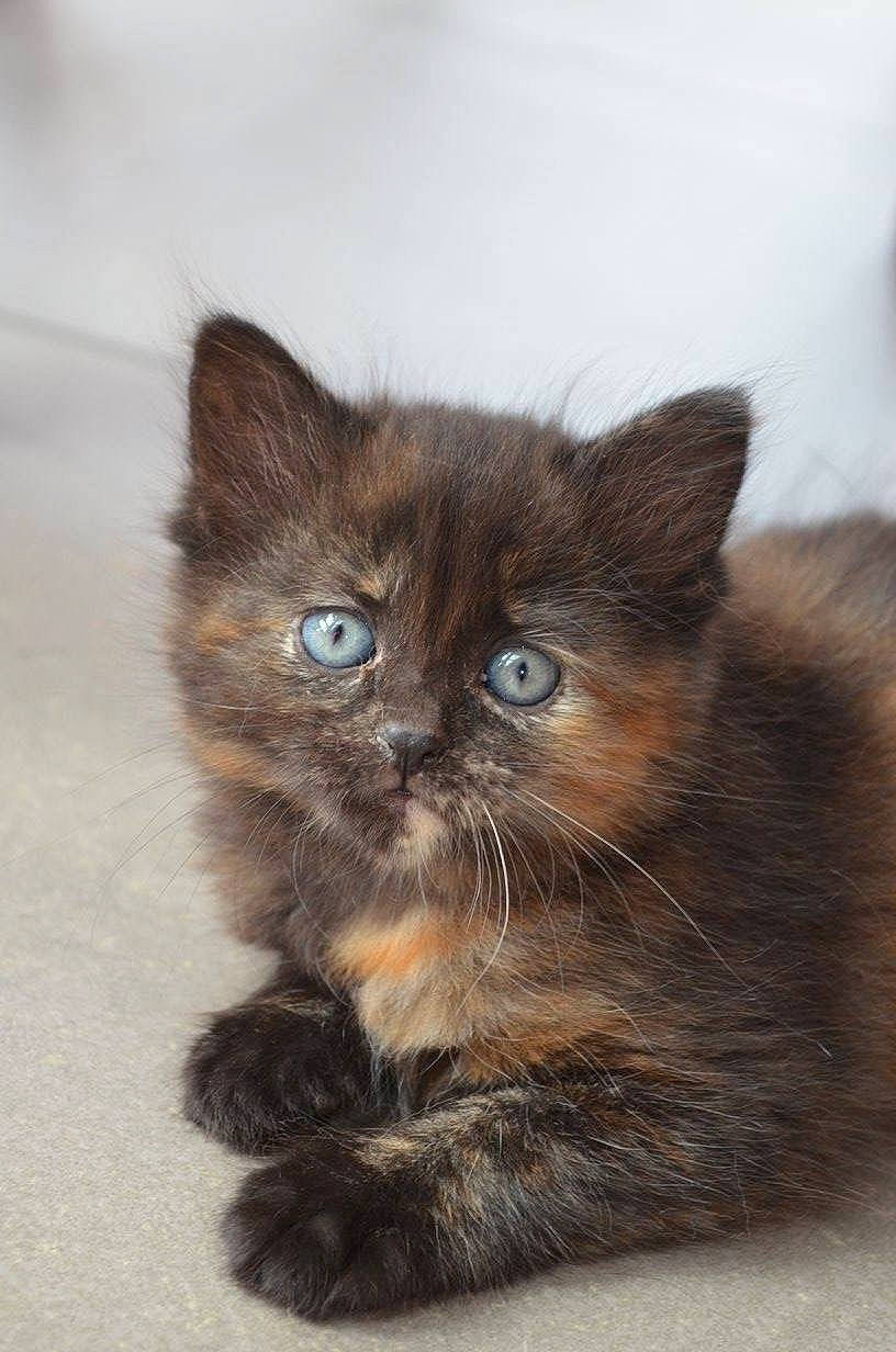 Meeia a rejoint le concours — aidez-le/la à gagner de superbes lots ! asian_semi_longhair, british_longhair, british_semi_longhair, carnivore, cat, domestic_long_haired_cat, fawn, felidae, fur, kitten, maine_coon, mammal, norwegian_forest_cat, ojos_azules, persian, ragamuffin, ragdoll, small_to_medium_sized_cats, vertebrate, whiskers