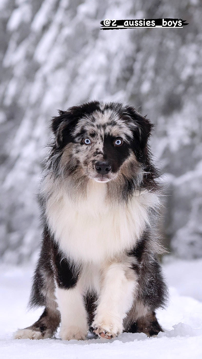 Remiel a rejoint le concours — aidez-le/la à gagner de superbes lots ! ancient_dog_breeds, canidae, carnivore, companion_dog, dog, dog_breed, door, fur, herding_dog, monochrome_photography, puppy, snow, sporting_group, toy_dog, tree, whiskers, winter, working_animal, working_dog