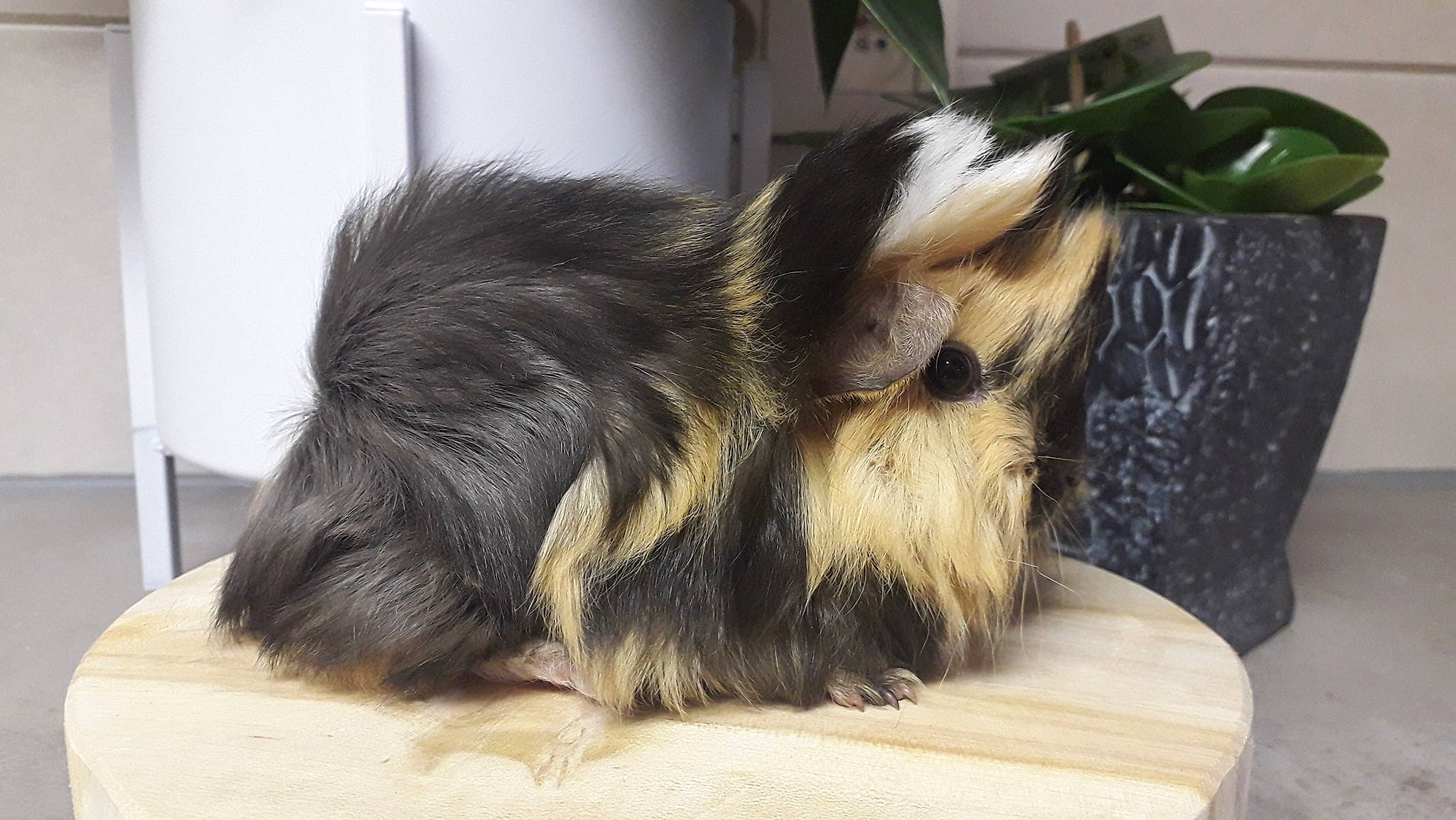 Eliott participe au concours pour gagner de l'argent avec cette photo : canidae, carnivore, companion_dog, dog, dog_breed, fawn, lhasa_apso, liver, mammal, shih_tzu, tibetan_terrier, vertebrate