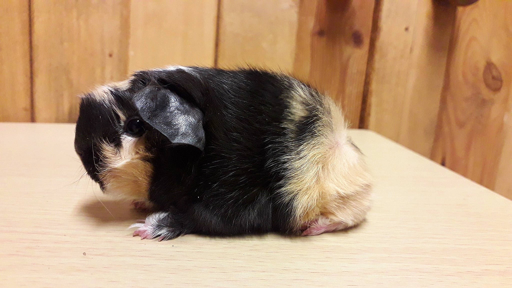 Eliott a rejoint le concours — aidez-le/la à gagner de superbes lots ! canidae, carnivore, dog_breed, ear, fawn, fur, guinea_pig, mammal, nose, puppy, snout, tail, vertebrate