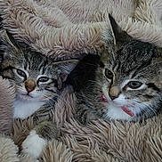 Margo And Pheobe is registered to the contest to win money with this photo: cat, kitten, tabby, feline, pet, collar, bell, fluffy_blanket, snuggling, cozy, cute, fur, indoor, resting, animal, mammal, whiskers, ears, soft_texture, sleepy
