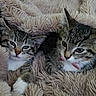 cat, kitten, tabby, feline, pet, collar, bell, fluffy_blanket, snuggling, cozy, cute, fur, indoor, resting, animal, mammal, whiskers, ears, soft_texture, sleepy
