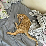 Tigger joined the competition — help win amazing prizes! cat, orange_tabby, bed, blanket, pillow, floral_pattern, striped, pet, indoor, resting, fur, tail, cute, whiskers, relaxed, domestic_cat, sleepy, cozy, feline, animal