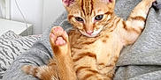 Tigger is registered to the contest to win money with this photo: animal, bedroom, cat, cozy, cute, domestic_cat, ears, feline, gray_sweatshirt, indoor, kitten, orange_tabby, paw_pads, person_holding, pet, pillow, relaxed, striped, whiskers, young_cat