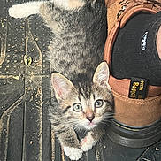 Dill Pickle is registered to the contest to win money with this photo: kitten, cat, feline, gray_fur, white_paws, blue_eyes, pink_nose, whiskers, fluffy_tail, sitting, curious, adorable, animal, pet, boot, footwear, wooden_floor, outdoors, close_up, portrait