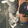 kitten, cat, feline, gray_fur, white_paws, blue_eyes, pink_nose, whiskers, fluffy_tail, sitting, curious, adorable, animal, pet, boot, footwear, wooden_floor, outdoors, close_up, portrait