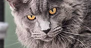 Atlas participe au concours pour gagner de l'argent avec cette photo : animal, blurred_background, cat, close_up, cute, ears, feline, fluffy_fur, furniture, golden_eyes, gray_cat, home, indoor, looking_at_camera, pet, portrait, sitting, tabby_markings, vertical_photo, whiskers