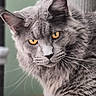 animal, blurred_background, cat, close_up, cute, ears, feline, fluffy_fur, furniture, golden_eyes, gray_cat, home, indoor, looking_at_camera, pet, portrait, sitting, tabby_markings, vertical_photo, whiskers