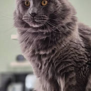 Atlas participe au concours pour gagner de l'argent avec cette photo : amber_eyes, animal, cat, cat_toy, coffee_table, ear_tufts, fluffy, fur, gray_cat, home, indoors, kitchen, long_hair, pet, pink_toy, portrait, sitting, vertical_photo, whiskers, yellow_toy
