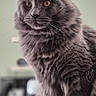 amber_eyes, animal, cat, cat_toy, coffee_table, ear_tufts, fluffy, fur, gray_cat, home, indoors, kitchen, long_hair, pet, pink_toy, portrait, sitting, vertical_photo, whiskers, yellow_toy