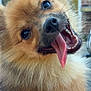 Knaki a rejoint le concours — aidez-le/la à gagner de superbes lots ! dog, pomeranian, pet, tongue_out, close_up, portrait, fluffy, fur, smile, nose, teeth, eye, outdoor, background_blur, brick_wall, happy, cute, small_breed, whiskers, canine