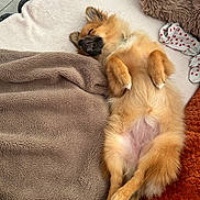 Knaki participe au concours pour gagner de l'argent avec cette photo : dog, pomeranian_like, sleeping, belly_up, paws, blanket, cozy, pet_bed, fur, plush_toy, heart_socks, indoor, cushion, tile_floor, relaxed, cute, closeup, brown_fur, white_paws, snout