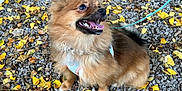 Knaki a rejoint le concours — aidez-le/la à gagner de superbes lots ! dog, small_dog, fluffy, leash, harness, autumn, fallen_leaves, gravel, outdoor, sitting, portrait, tongue_out, happy, ears_perked, brown_fur, pet, close_up, nature, smiling, cute