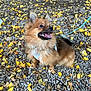dog, small_dog, fluffy, leash, harness, autumn, fallen_leaves, gravel, outdoor, sitting, portrait, tongue_out, happy, ears_perked, brown_fur, pet, close_up, nature, smiling, cute
