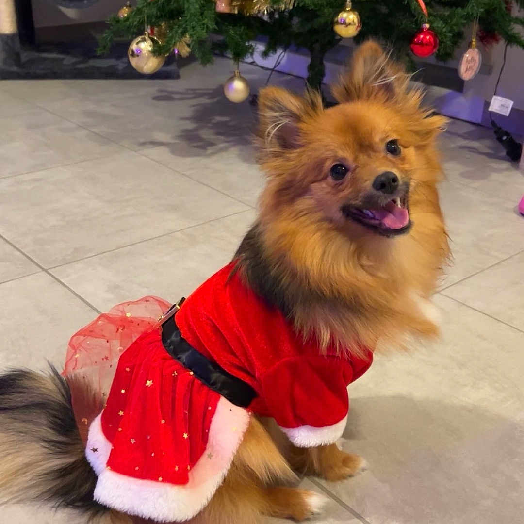 Knaki participe au concours pour gagner de l'argent avec cette photo : christmas_tree, costume, cute, decorations, dog, festive, fluffy, fur, holiday_outfit, indoor, ornament, pet, pomeranian, red_dress, sitting, small_dog, smiling, tile_floor, tinsel, tongue_out