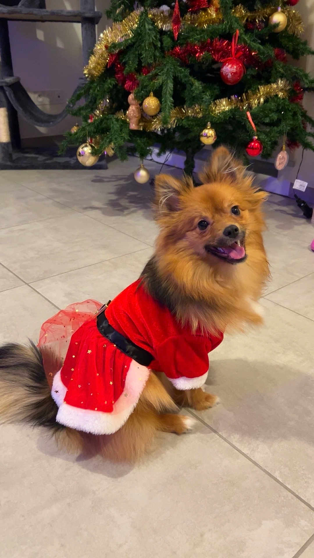 Knaki participe au concours pour gagner de l'argent avec cette photo : dog, pomeranian, pet, christmas_tree, ornament, holiday_outfit, red_dress, festive, indoor, tile_floor, smiling, tongue_out, fluffy, fur, sitting, decorations, tinsel, cute, small_dog, costume