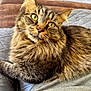 Medusa joined the competition — help win amazing prizes! cat, tabby, fluffy, yellow_eyes, pet, indoor, quilted_blanket, feline, relaxed, fur, whiskers, close_up, cozy, animal, domestic_cat, paw, resting, cute, looking_at_camera, home