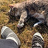 Gus Gus joined the competition — help win amazing prizes! cat, gray_cat, grass, outdoor, sunlight, paws, pink_nails, socks, feet, patterned_socks, relaxing, pet, animal, nature, daylight, fur, stretching, closeup, casual, leisure