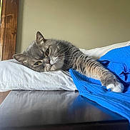 Gus Gus joined the competition — help win amazing prizes! cat, gray_cat, sleeping, resting, pillow, blue_blanket, feline, indoor, relaxed, whiskers, paw, fur, bedroom, cozy, cute, pet, animal, domestic_cat, lying_down, nap