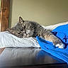 cat, gray_cat, sleeping, resting, pillow, blue_blanket, feline, indoor, relaxed, whiskers, paw, fur, bedroom, cozy, cute, pet, animal, domestic_cat, lying_down, nap