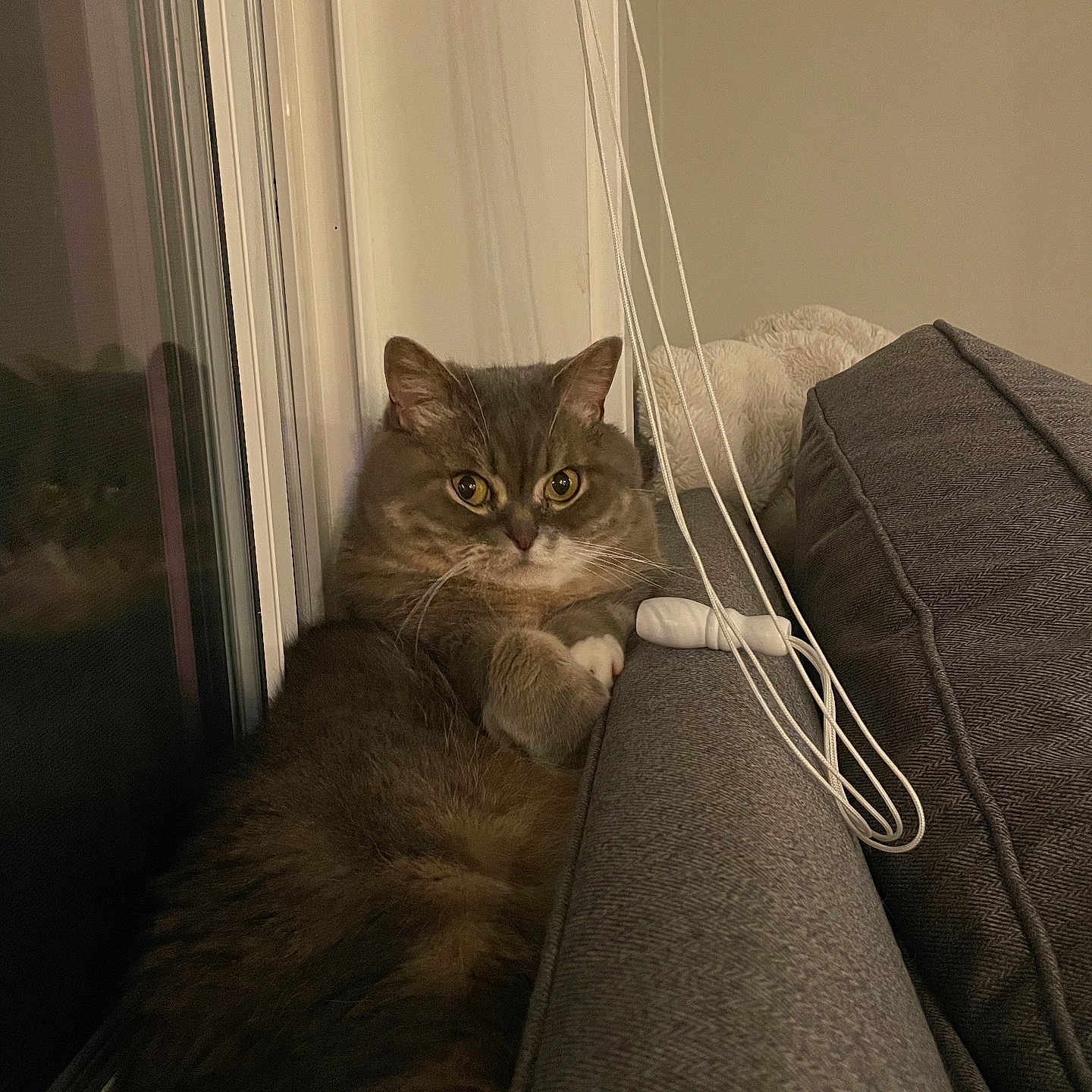 Gus Gus