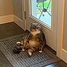 Gus Gus joined the competition — help win amazing prizes! cat, gray_cat, white_paws, indoor, door, glass_door, mat, floor, wooden_floor, sitting, relaxed, pet, animal, household, furniture, window, daylight, background, chair, grumpy_face
